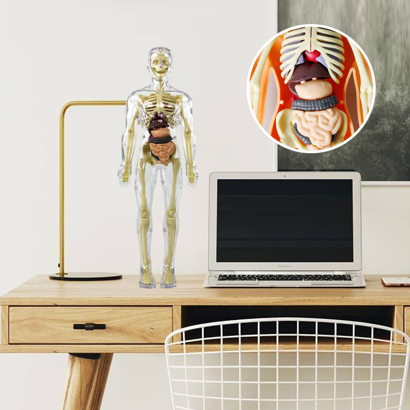 🫀Modèle de torse de corps humain 3D pour squelette de modèle d'anatomie d'enfant🩺