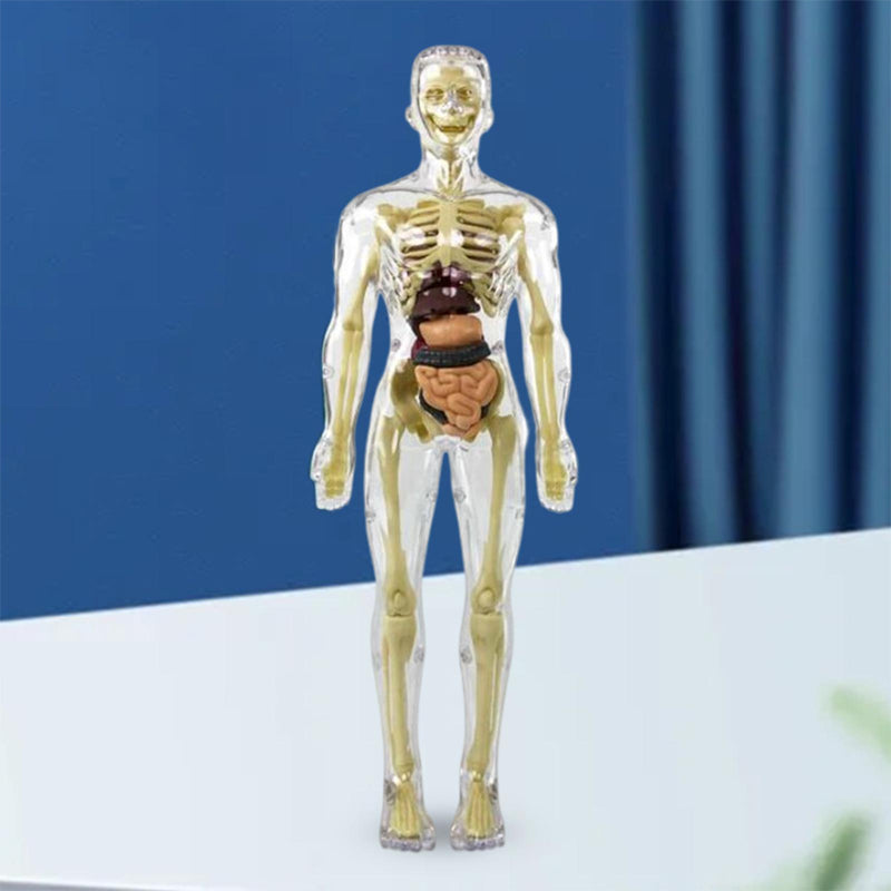 🫀Modèle de torse de corps humain 3D pour squelette de modèle d'anatomie d'enfant🩺