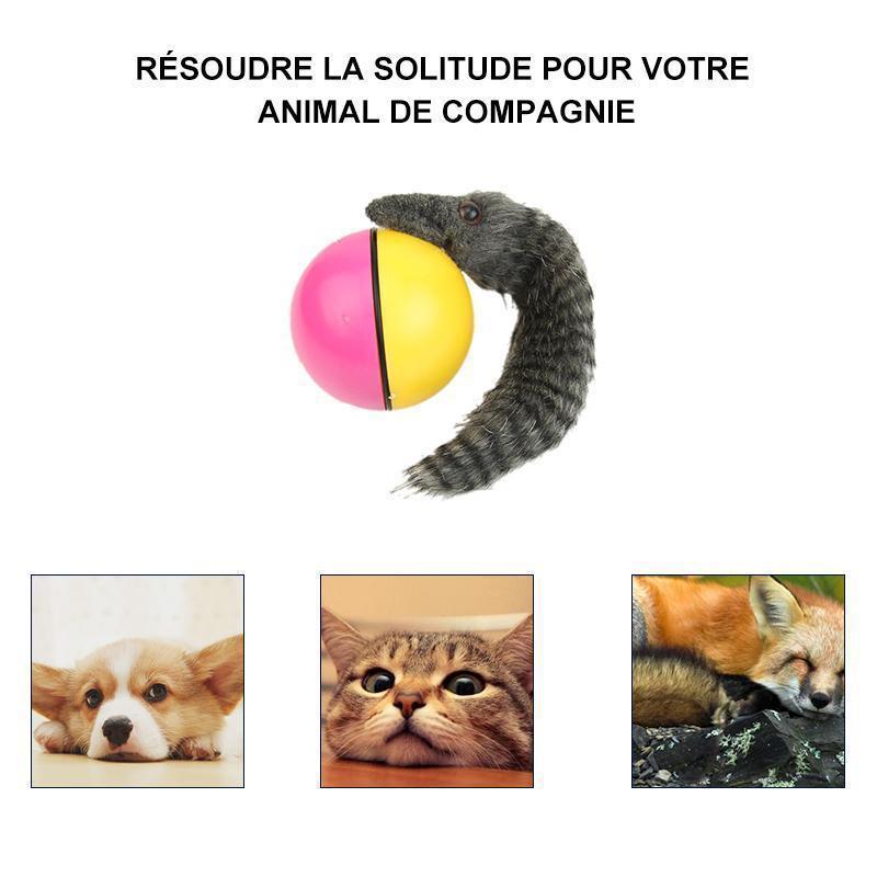 Castor Beaver Ball Electric Pour Chien