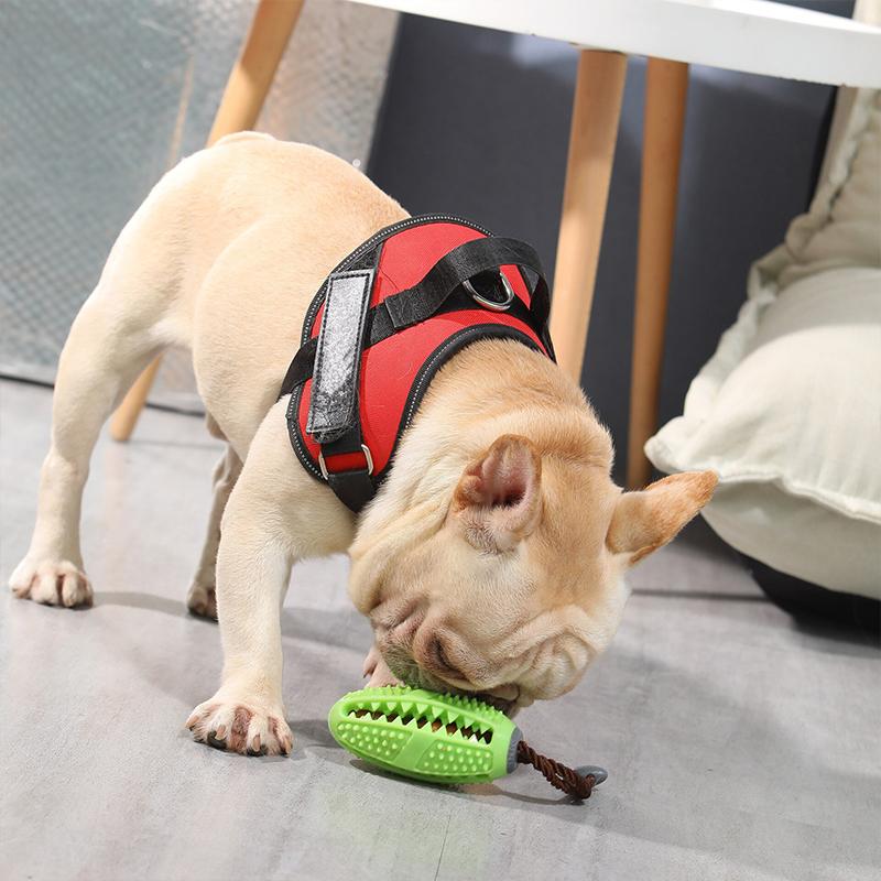 Jouet de Brosse à Dents pour Chien