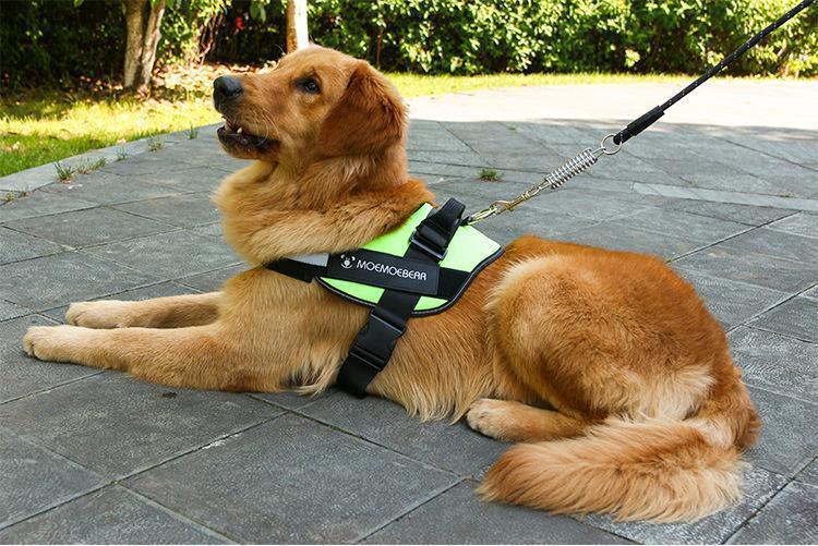 Harnais Réfléchissant sans Traction pour Chien