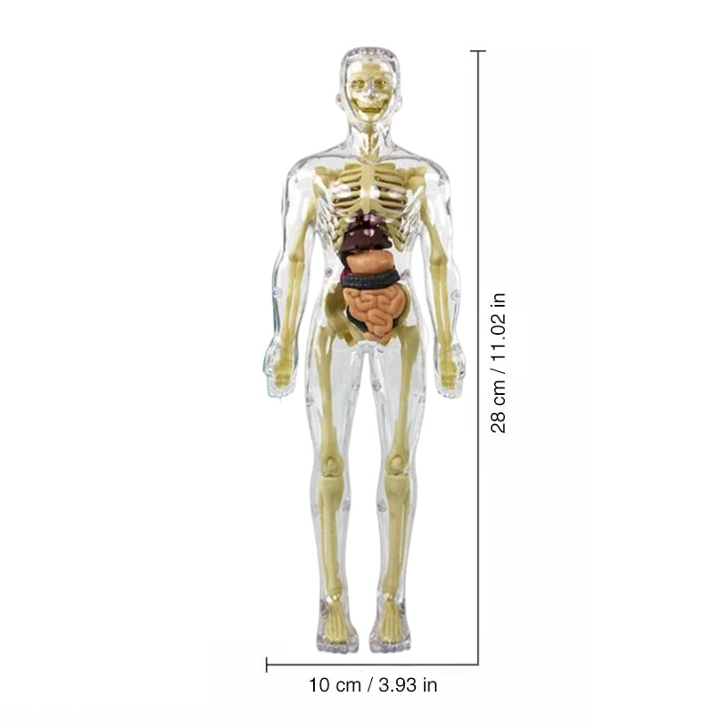 🫀Modèle de torse de corps humain 3D pour squelette de modèle d'anatomie d'enfant🩺