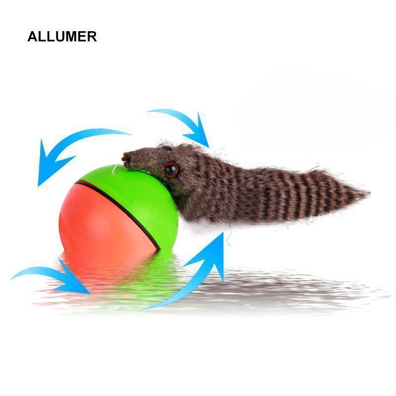 Castor Beaver Ball Electric Pour Chien