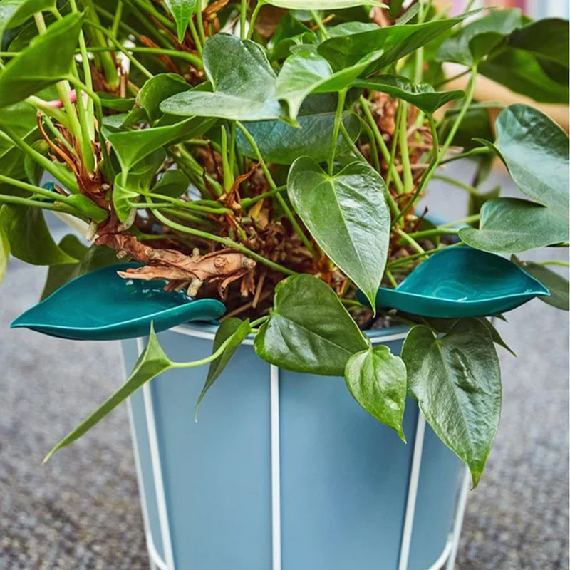 🌸🥬Feuilles d'arrosage drôles (6pcs)🥬🌸