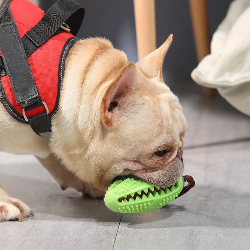 Jouet de Brosse à Dents pour Chien