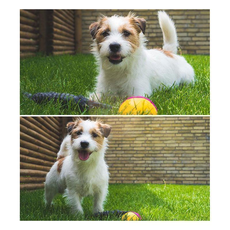 Castor Beaver Ball Electric Pour Chien