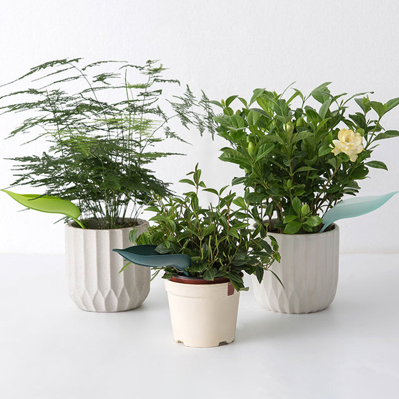 🌸🥬Feuilles d'arrosage drôles (6pcs)🥬🌸