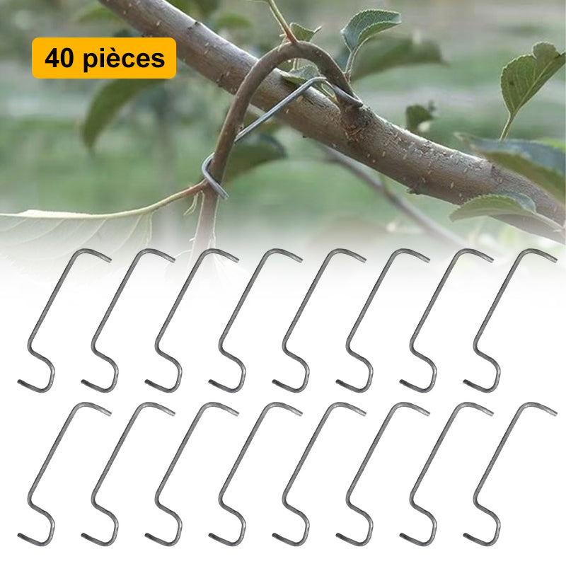 🍓Écarteur de Branches d'Arbres Fruitiers(40pcs)