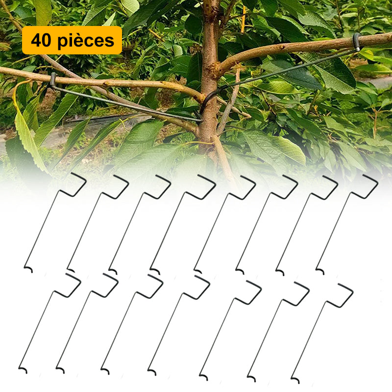 🍓Écarteur de Branches d'Arbres Fruitiers(40pcs)