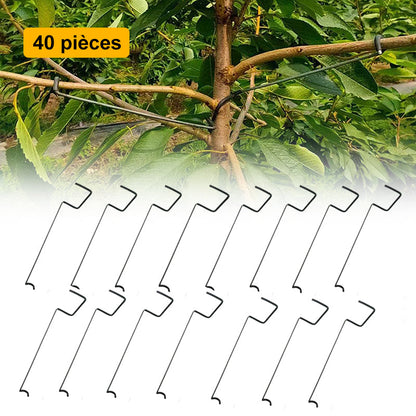 🍓Écarteur de Branches d'Arbres Fruitiers(40pcs)