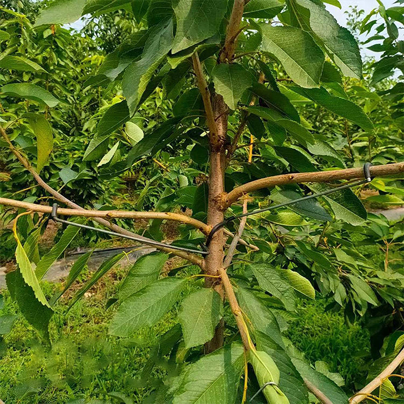 🍓Écarteur de Branches d'Arbres Fruitiers(40pcs)