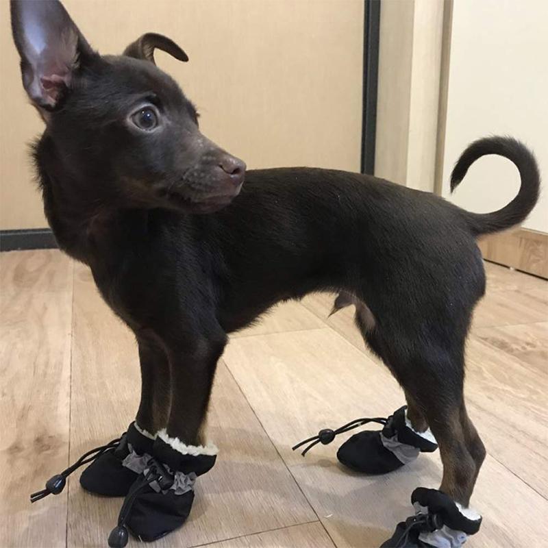 Bottes Antidérapants pour Chiens