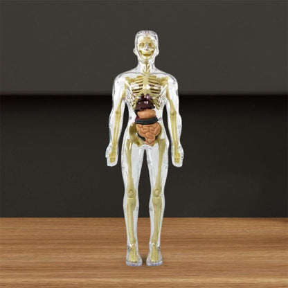🫀Modèle de torse de corps humain 3D pour squelette de modèle d'anatomie d'enfant🩺