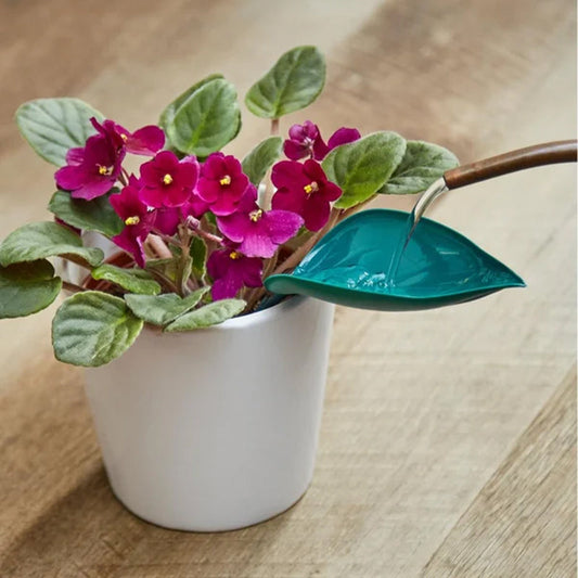 🌸🥬Feuilles d'arrosage drôles (6pcs)🥬🌸