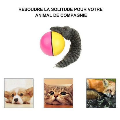 Castor Beaver Ball Electric Pour Chien