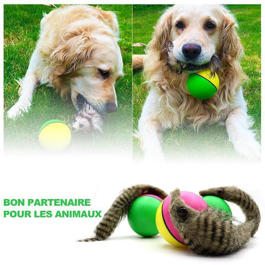 Castor Beaver Ball Electric Pour Chien