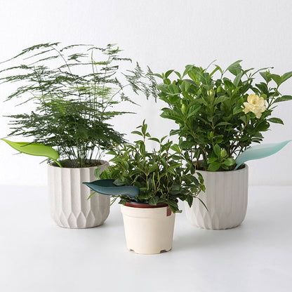 🌸🥬Feuilles d'arrosage drôles (6pcs)🥬🌸